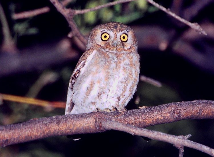 Elf Owl