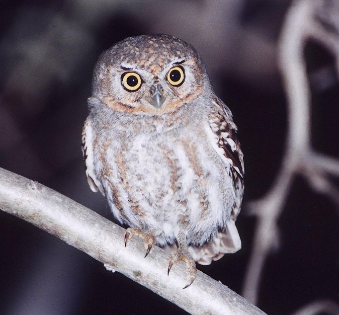 Elf Owl