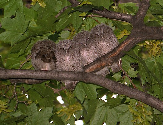 Eastern Screech-Owlets
