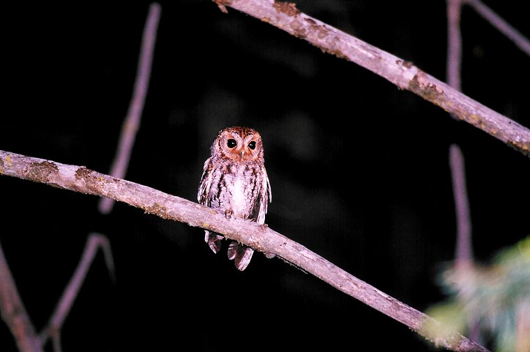 Flammulated Owl