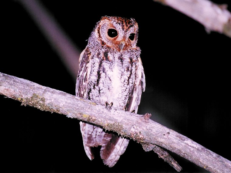 Flammulated Owl