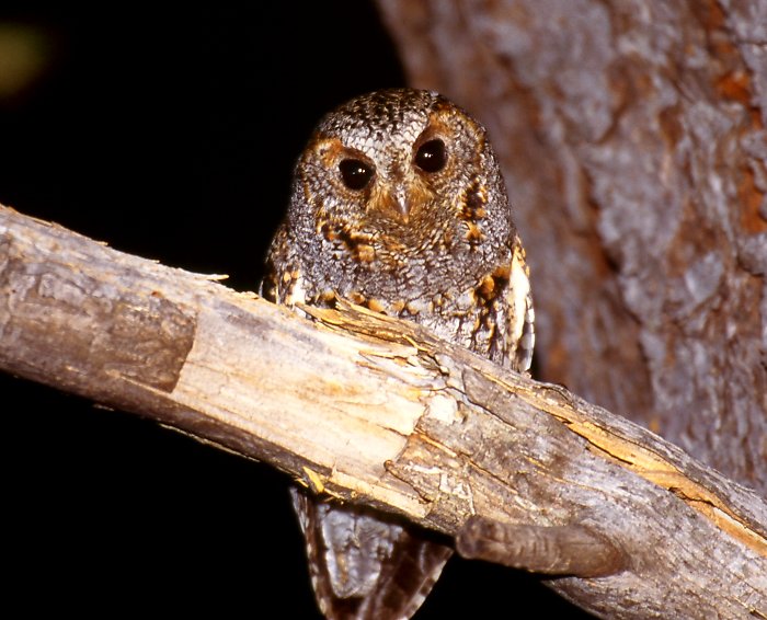 Flammulated Owl