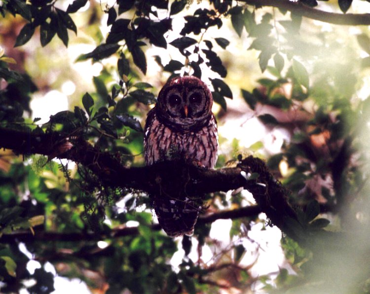 Fulvous Owl