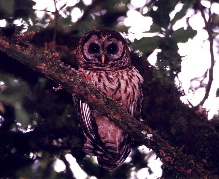 Fulvous Owl