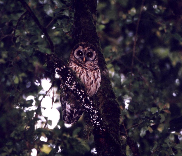 Fulvous Owl