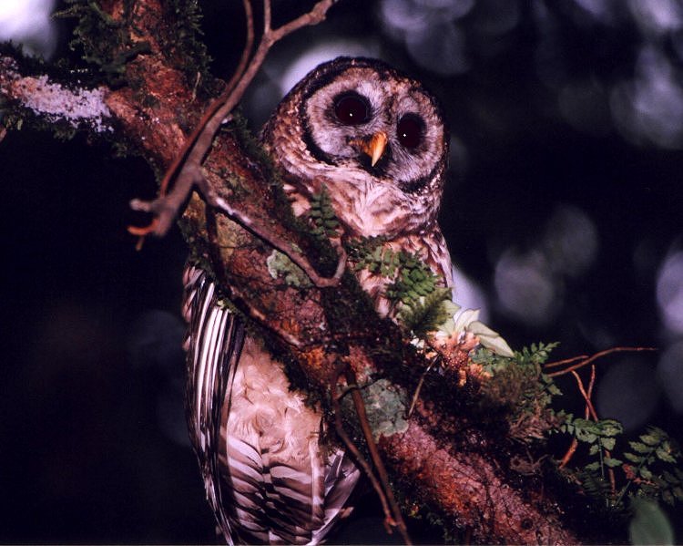 Fulvous Owl