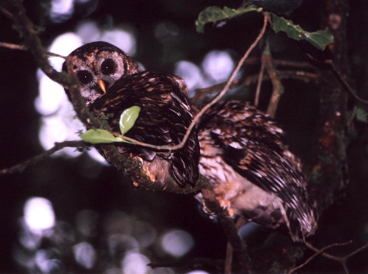 Fulvous Owl