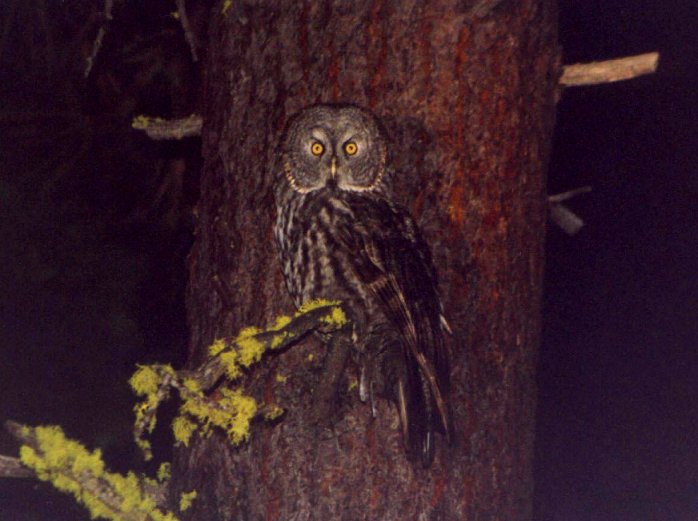 Great Gray Owl