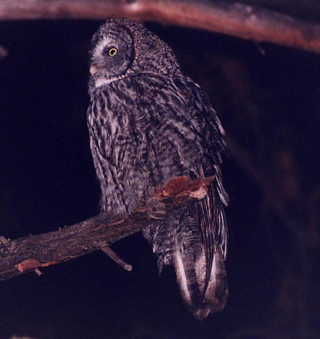 Great Gray Owl