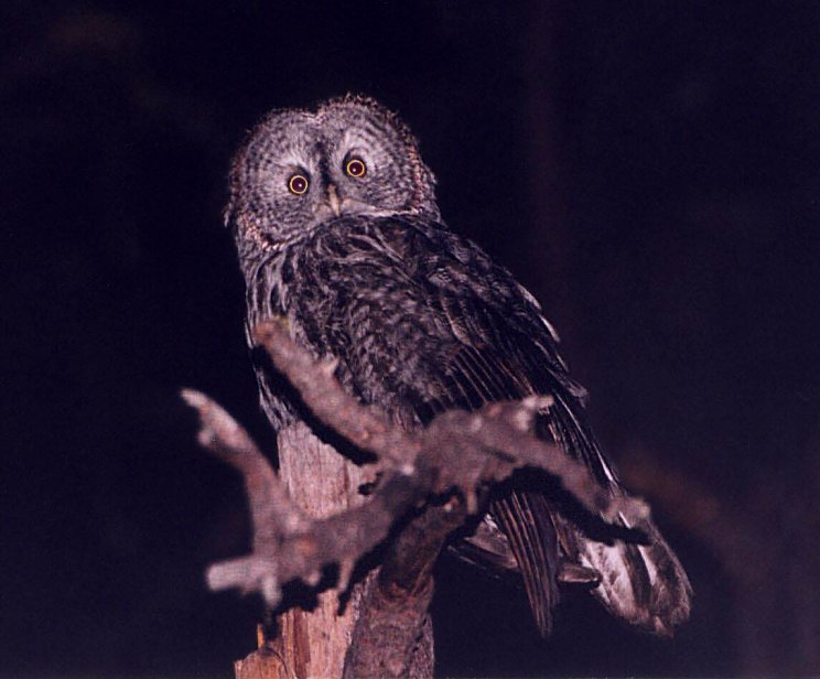 Great Gray Owl