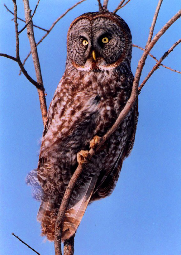 Great Gray Owl