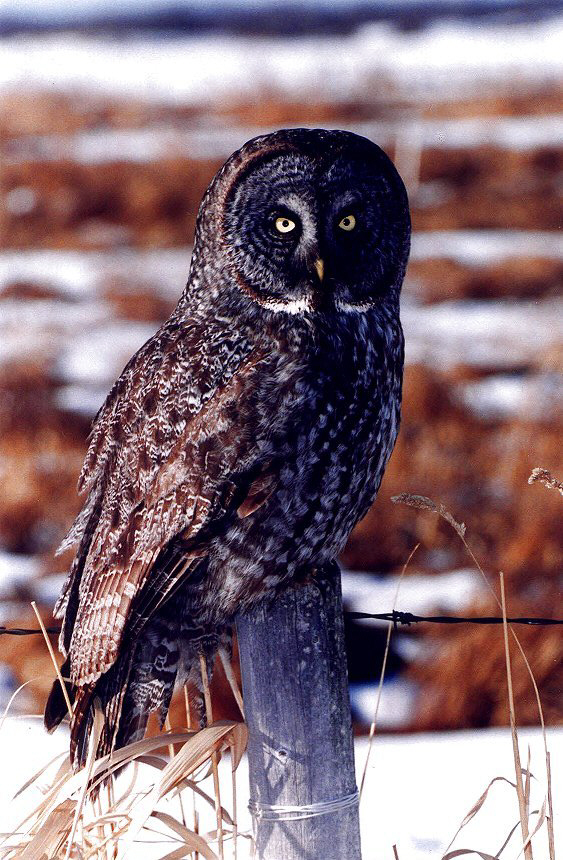 Great Gray Owl