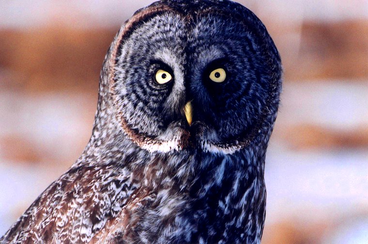 Great Gray Owl