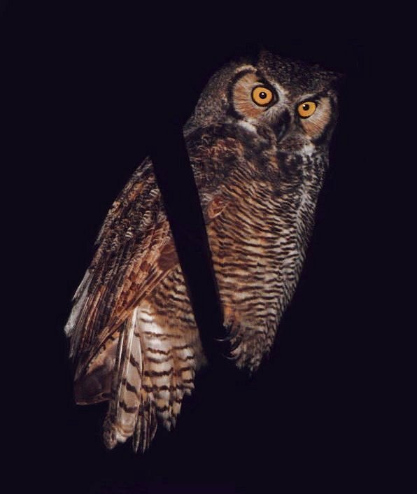 Great Horned Owl