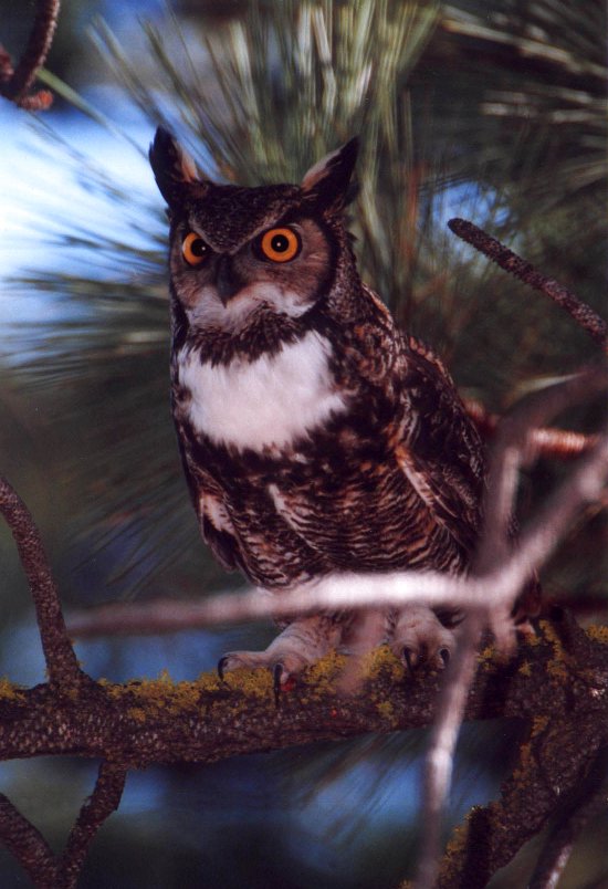 Great Horned Owl