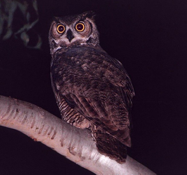 Great Horned Owl