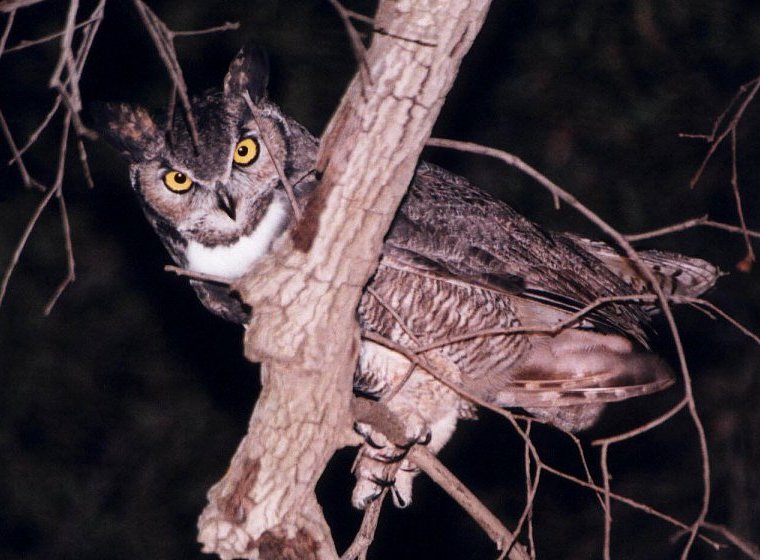 Great Horned Owl