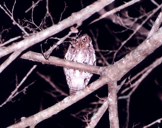 Guatemalan Screech-Owl