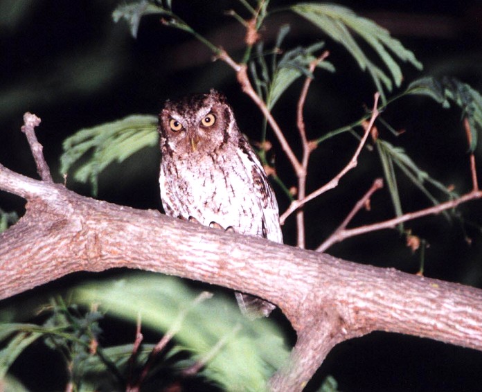 Guatemalan Screech-Owl