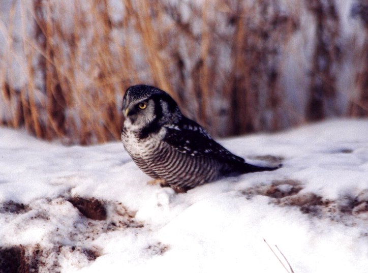 Northern Hawk Owl