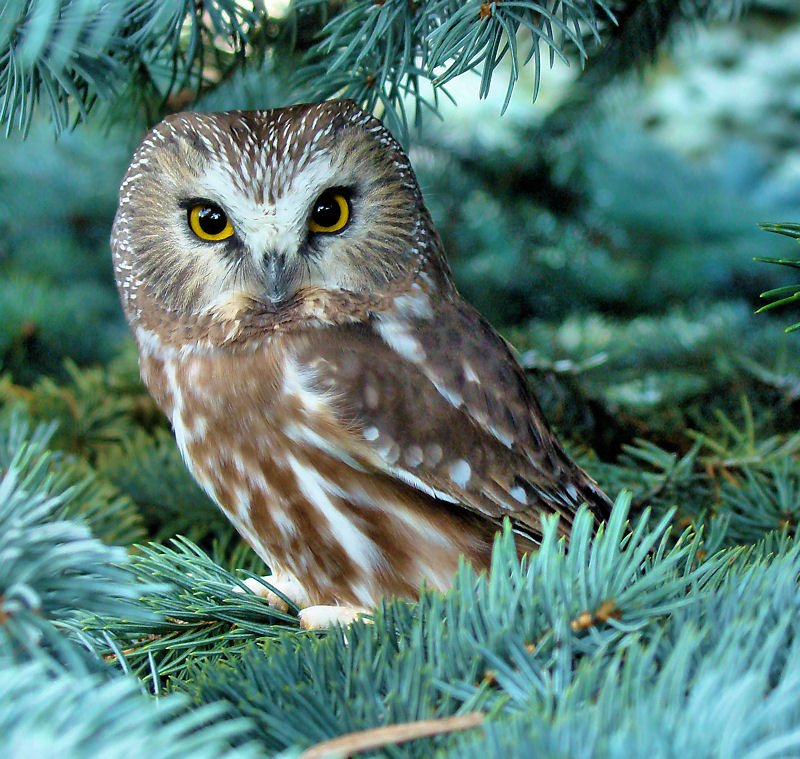 Northern Saw-whet Owl