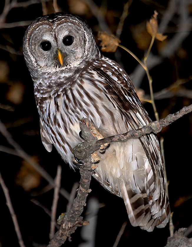 Barred Owl