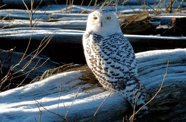 Snowy Owl by Ed Robertson © 2006 