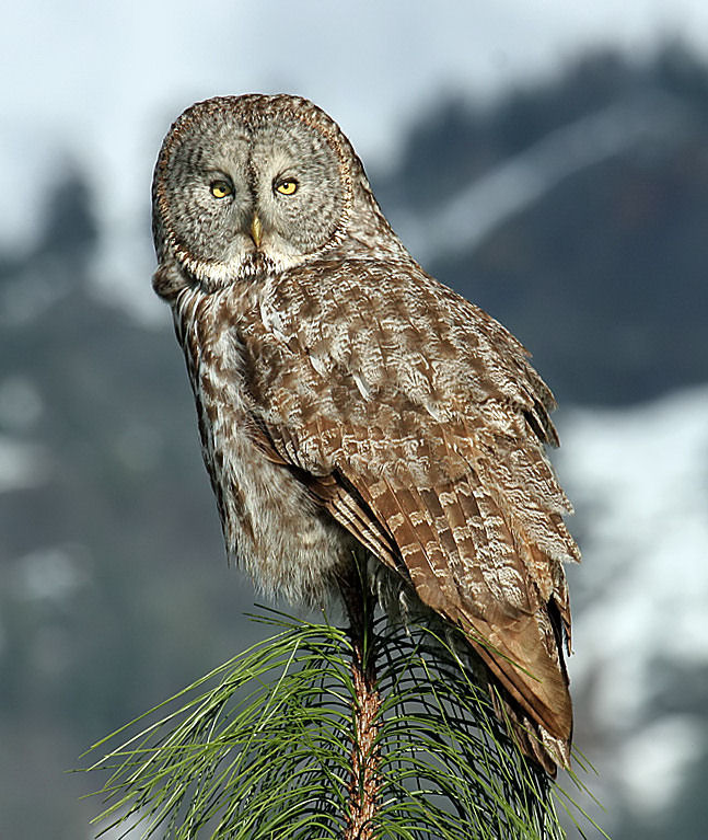 Great Gray Owl