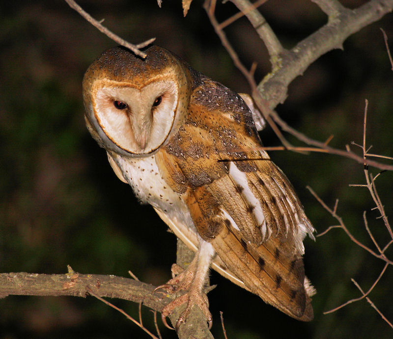 Barn Owl