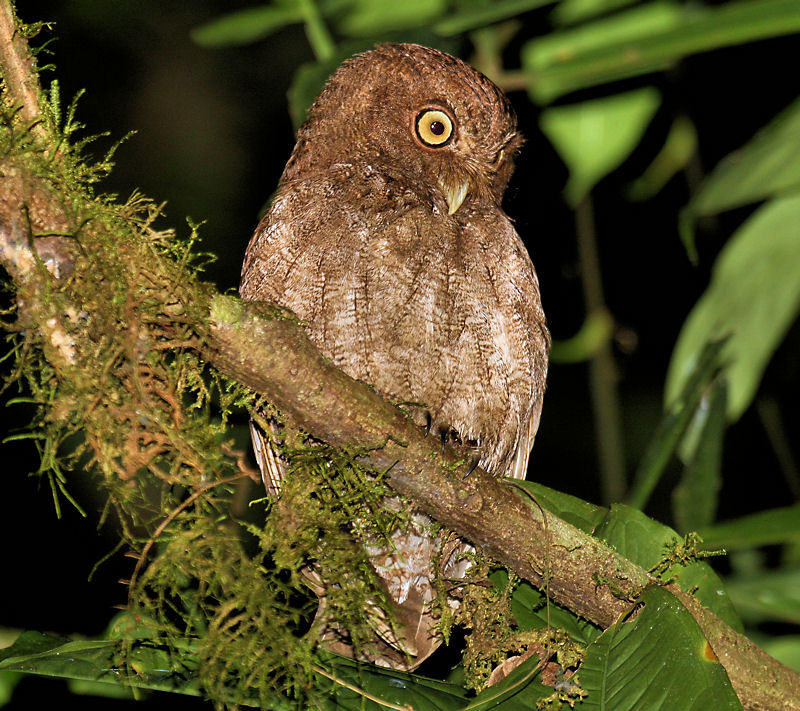 Vermiculated Screech-Owl