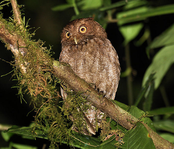 Vermiculated Screech-Owl