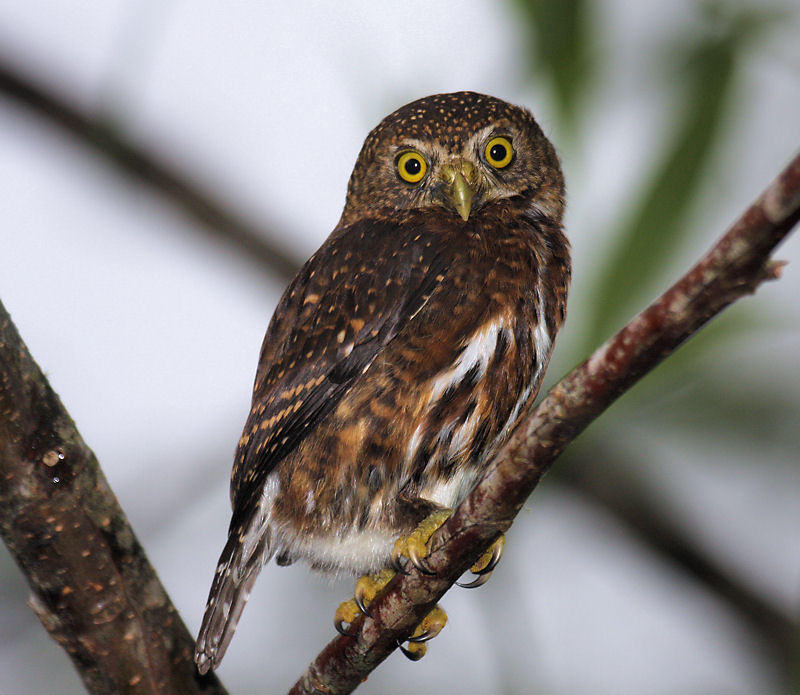 Costa Rican Pygmy-Owl