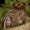 Bare-shanked Screech Owl Photo