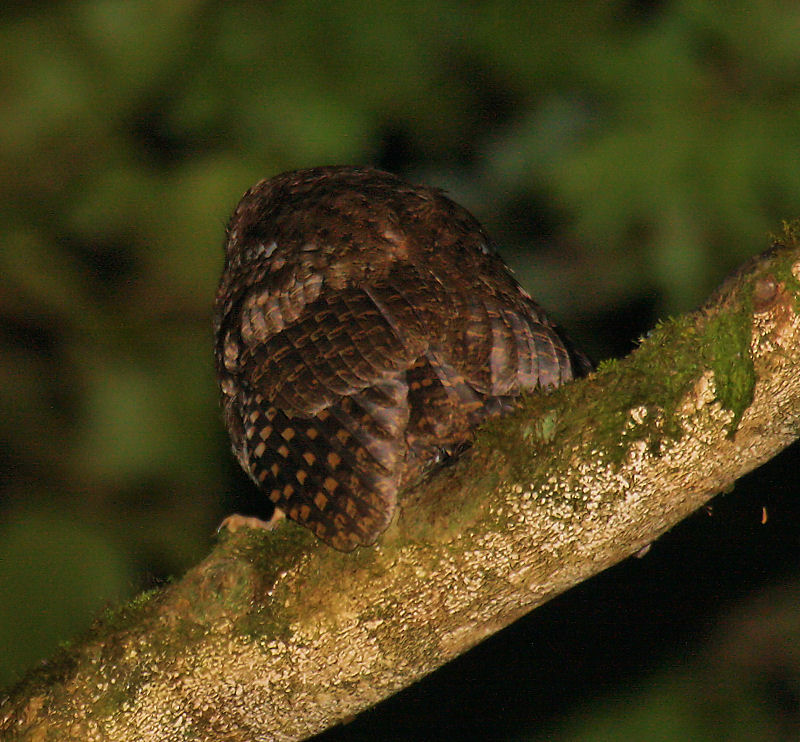 Bare-shanked Screech-Owl