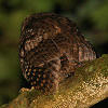 Bare-shanked Screech Owl Photo