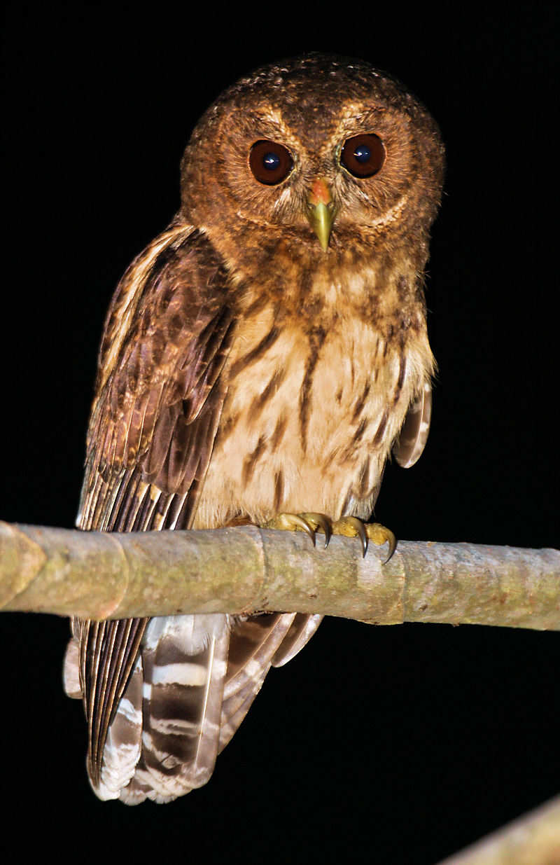 Mottled Owl