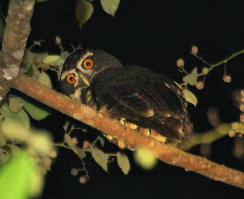 Spectacled Owl