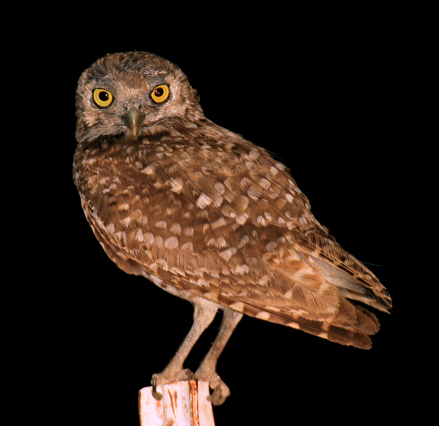 Burrowing Owl