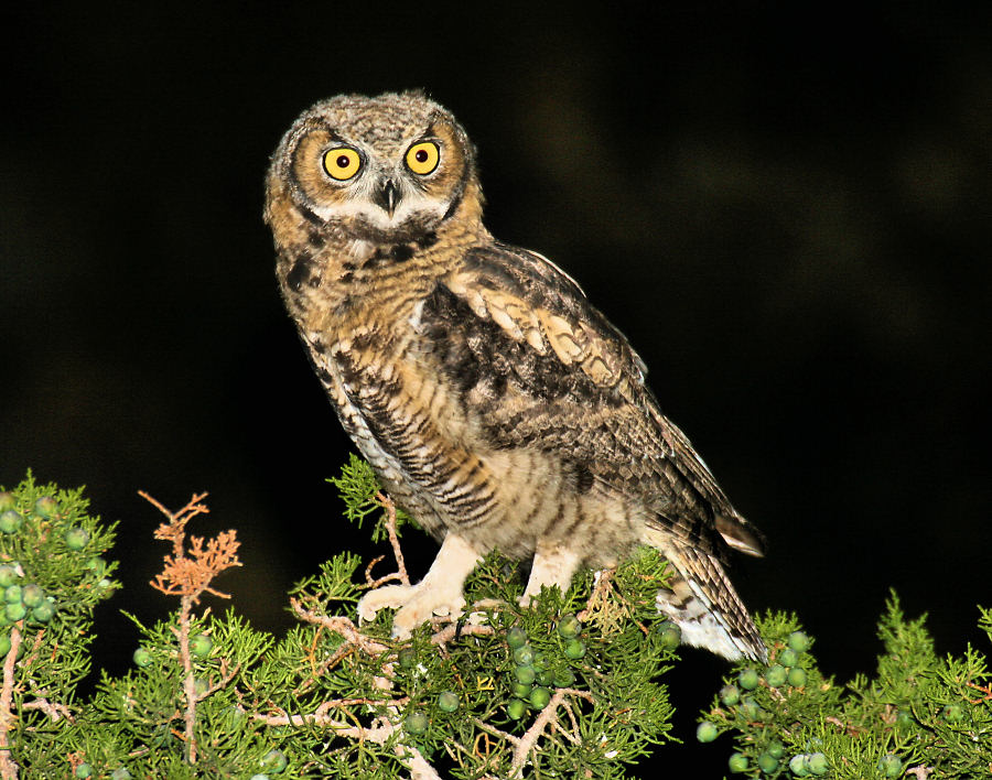 Great Horned Owl