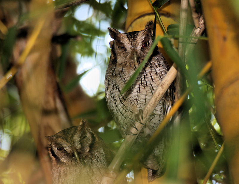 Tropical Screech-Owl