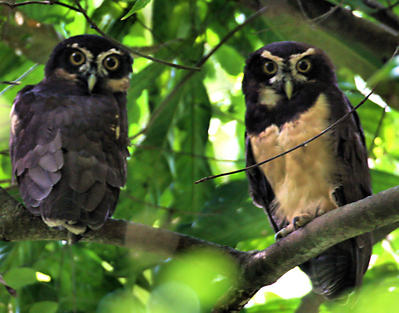 Spectacled Owl