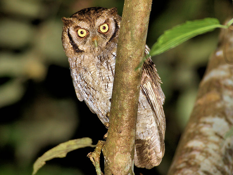 Tropical Screech-Owl