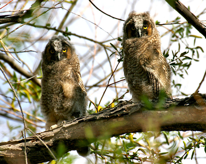 Long-eared Owl