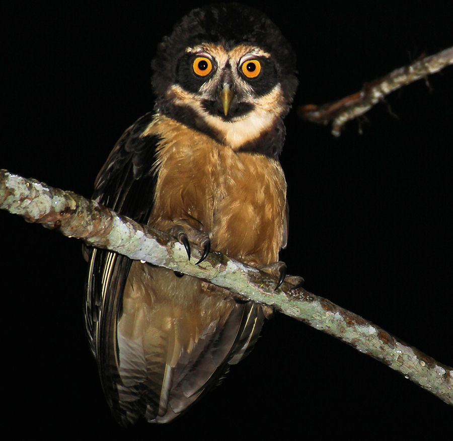 Spectacled Owl