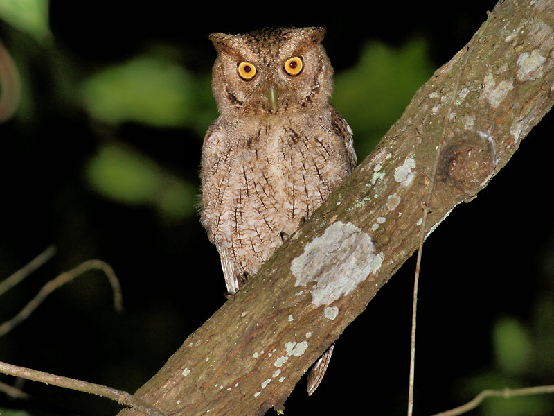 Pacific Screech-Owl