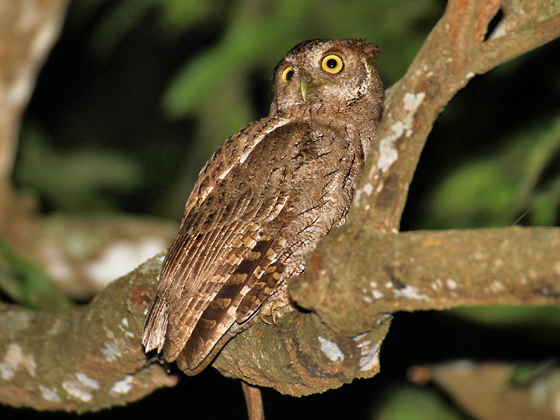 Pacific Screech-Owl