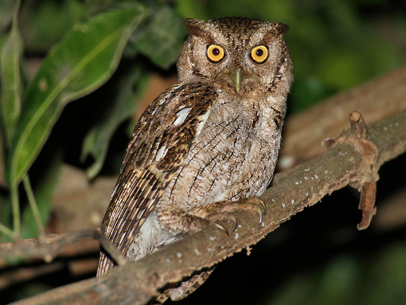 Pacific Screech-Owl