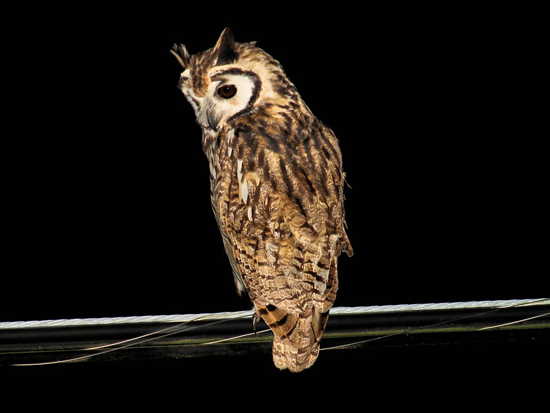 Striped Owl