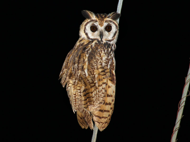 Striped Owl