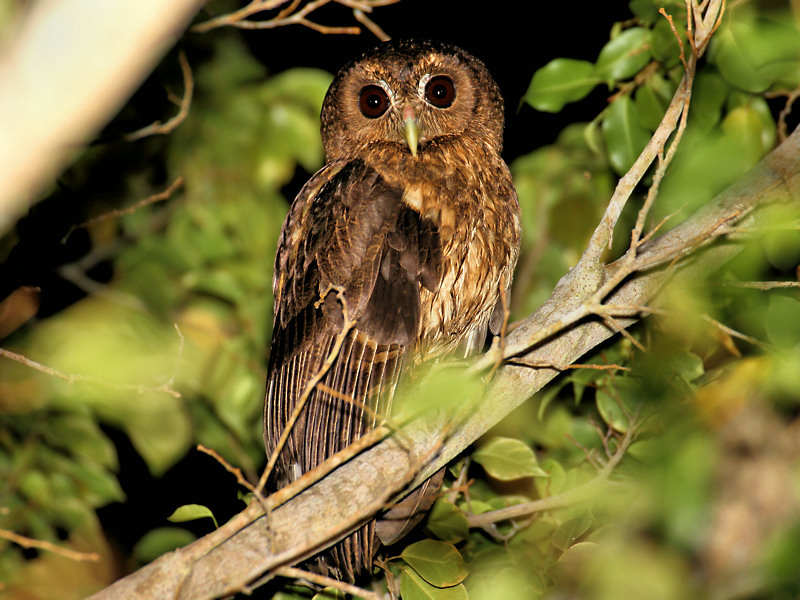 Mottled Owl